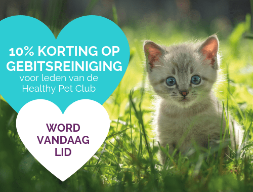 10% korting op gebitsreiniging voor leden van de Healthy Pet Club WORD VANDAAG LID