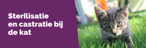 Sterilisatie en castratie bij de kat