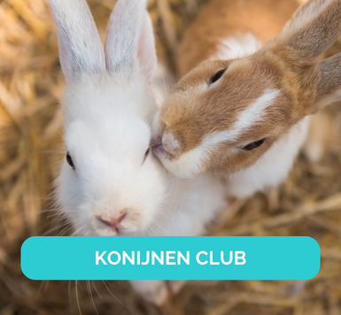 Konijnen Club